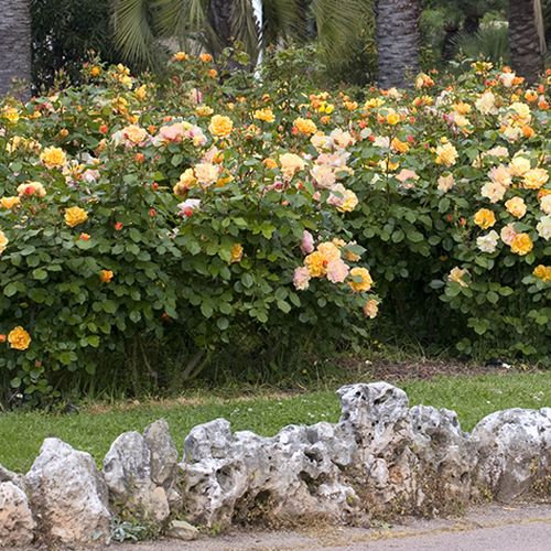 Pomarańczowy - róże rabatowe floribunda